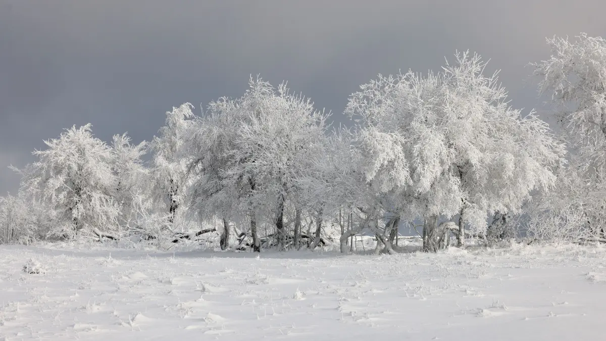 Schnee liegt auf Bäumen und Sträuchern am Kahlen Asten. Die Vorboten des Winters sind in Nordrhein-Westfalen angekommen. +++ dpa-Bildfunk +++