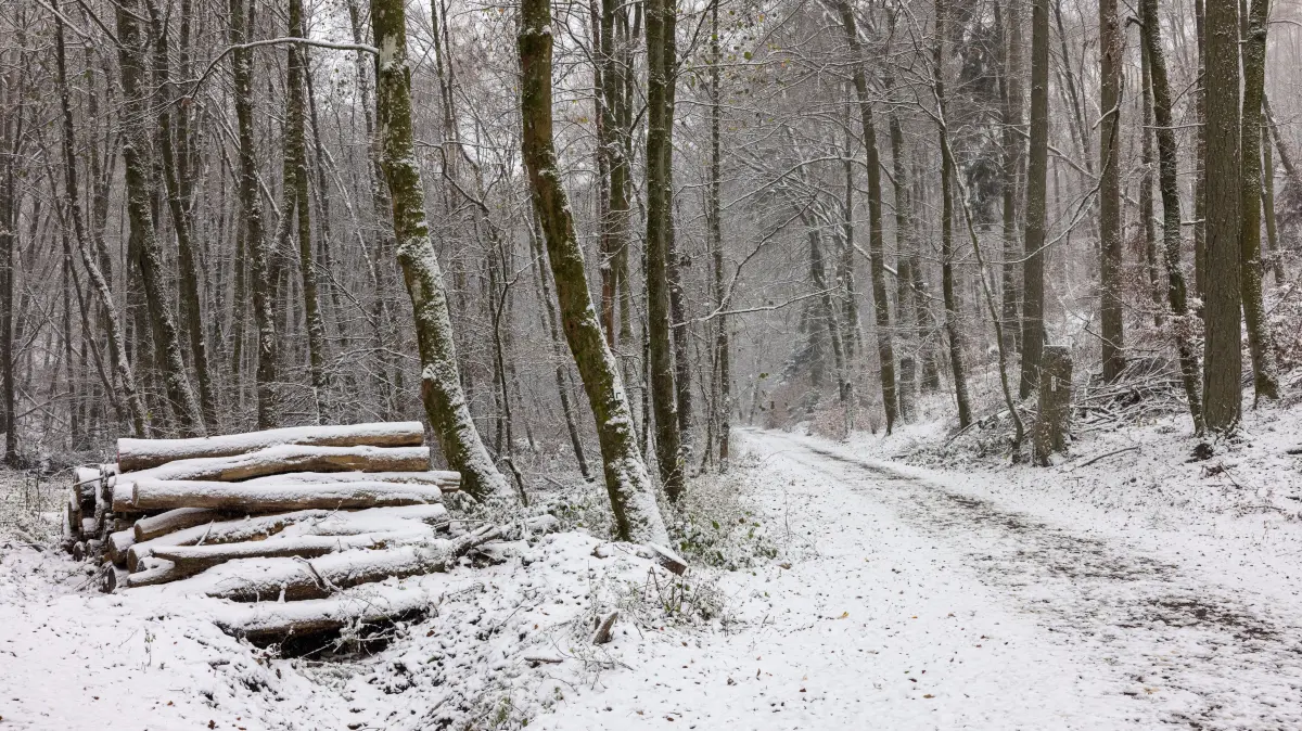 Ein Weg führt in einen verschneiten Wald. Die Wintersaison hat in diesem Jahr früh begonnen, der Schnee fiel bis in die Niederungen des Taunus am Großen Feldberg und am Sandblacken. +++ dpa-Bildfunk +++