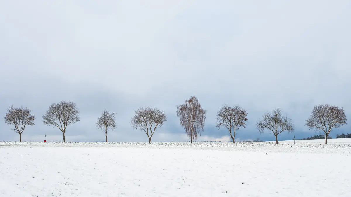 Bäume stehen entlang eines zugeschneiten Ackers bei Bösingen (Landkreis Rottweil). Im Schwarzwald werden bis zu 20 Zentimeter Neuschnee erwartet. +++ dpa-Bildfunk +++