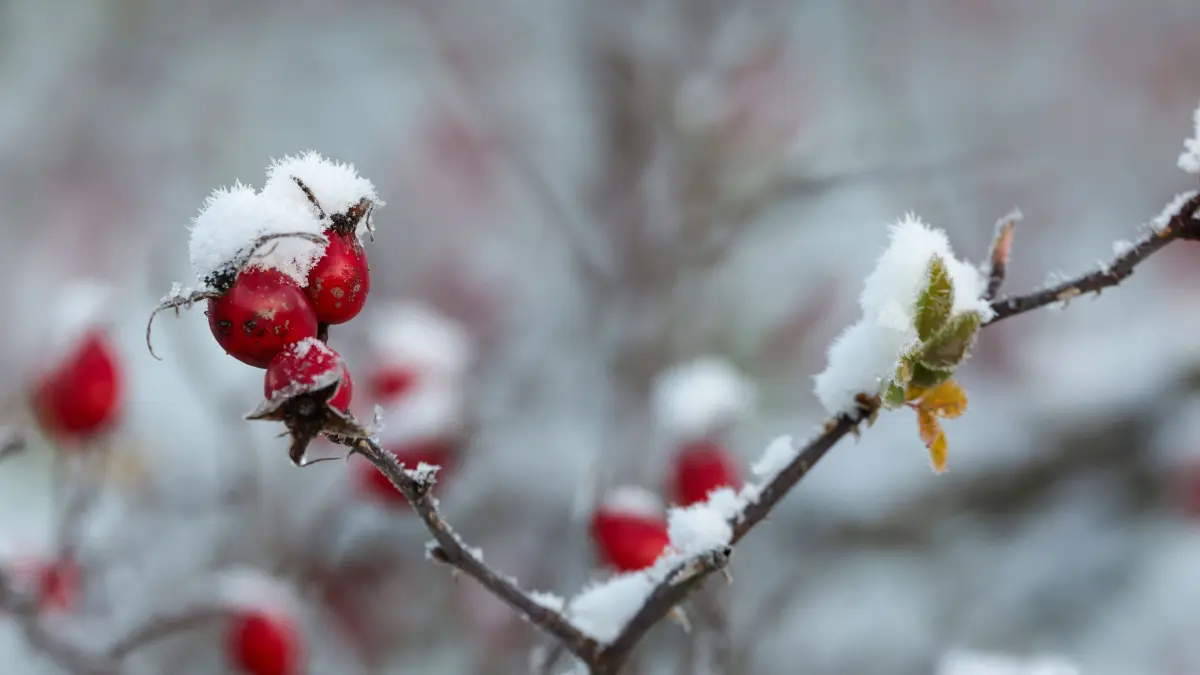 Schnee liegt am Morgen auf der Schwäbischen Alb auf einem Hagebuttenstrauch mit seinen roten Früchten. +++ dpa-Bildfunk +++