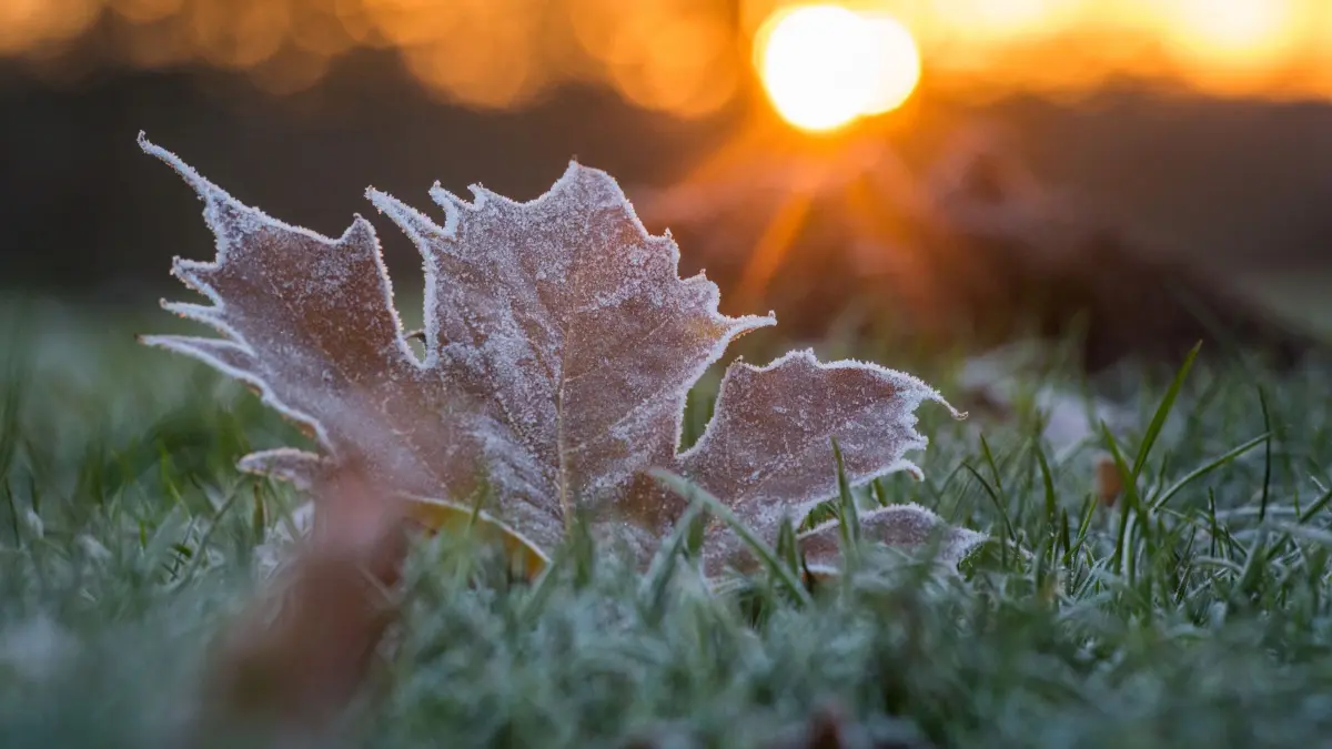 Gefahr für Pflanzen: Bodenfrost in Thüringen erwartet: ARCHIV - 26.11.2013, Thüringen, Weimar: Reif bedeckt während des Sonnenaufgangs ein Blatt auf einer Wiese. (zu dpa: «Kälte und Sonne in Thüringen») Foto: Candy Welz/dpa-Zentralbild/dpa +++ dpa-Bildfunk +++