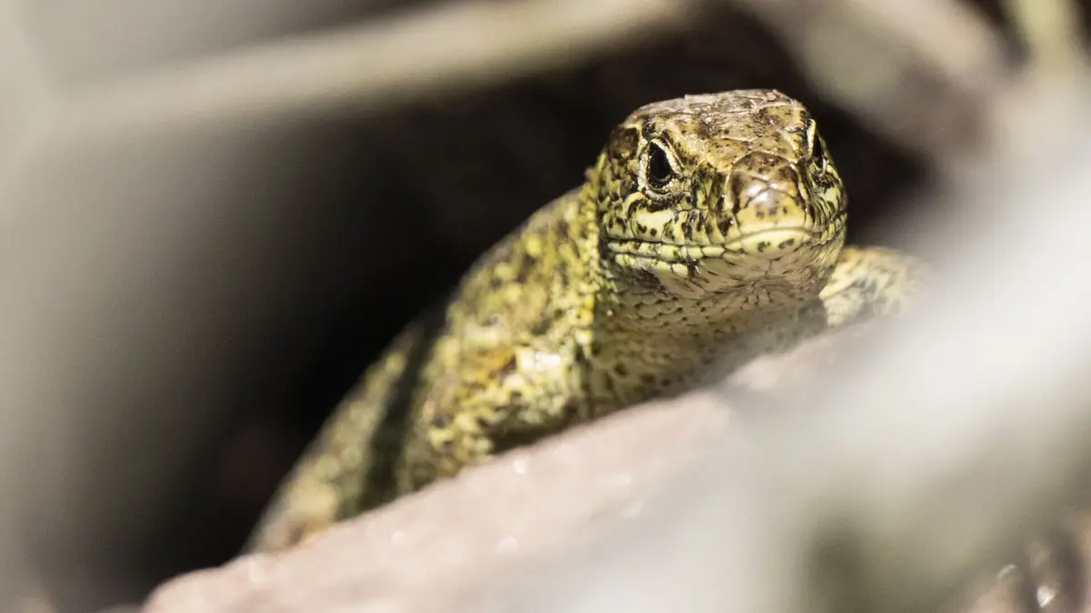 Eine Zauneidechse krabbelt über ein künstlich angelegtes Habitat auf einer Waldwiese. Das Tier wurde im Rahmen einer Ausgleichsmaßnahme der Bahn an einem Bahndamm eingefangen und hierhin umgesiedelt. Beim Ausbau oder Neubau von Strecken wie jetzt von Hanau nach Fulda berücksichtigt die Deutsche Bahn nach eigenen Angaben bereits in der Planungsphase Umweltaspekte. (zu dpa: «Bahn: Umweltaspekte bereits bei Streckenplanung berücksichtigen») +++ dpa-Bildfunk +++