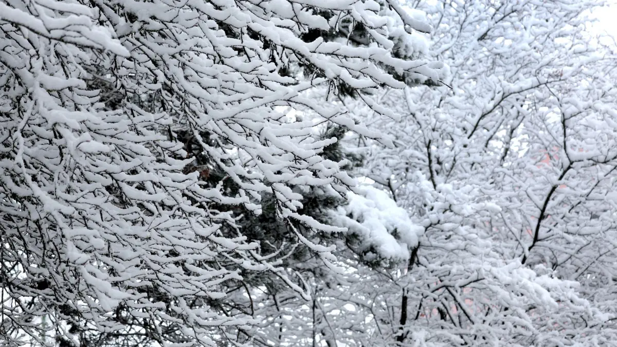 Schnee im Süden Bayerns: 26.03.2026, Bayern, Kaufbeuren: Mit schwerem Schnee bedeckte Bäume stehen in einem Garten. (zu dpa: «Osterferien in Bayern starten mit Schnee») Foto: Karl-Josef Hildenbrand/dpa +++ dpa-Bildfunk +++