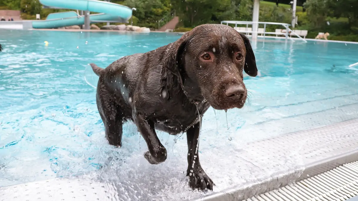 Böblingen, Freibad, wenn für die Menschen der Badespaß zuende geht haben die Hunde nochmal richtig Spaß.