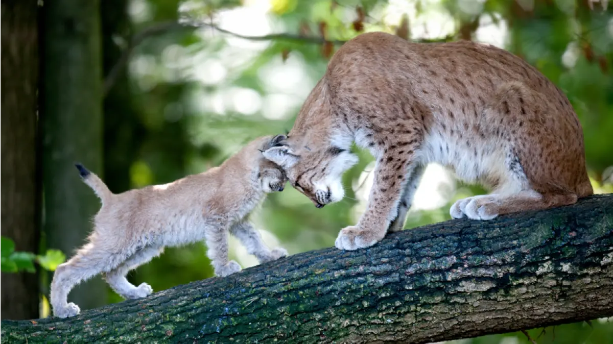 Ob Luchs, Przewalski-Pferde, Rentiere, oder anderes - im Wildpark Pforzheim kann man viele Tierarten bestaunen.