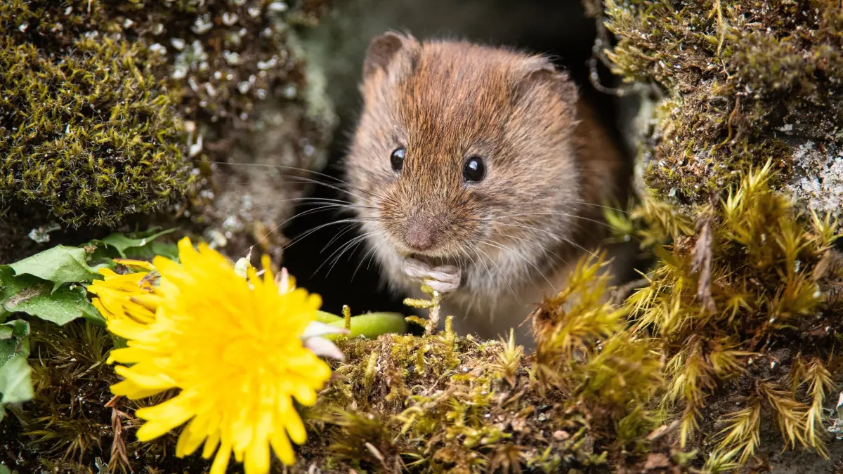 Wartet auf den Frühling - Eine Waldwühlmaus verlässt zaghaft ihren Bau in Corwen: SONDERKONDITIONEN: Satzpreis! Charming images show a cute bank vole enjoying a tasty snack. Wildlife photographer Richard Bowler captured the tiny rodent at his rural home in Corwen, North Wales on Sunday (April 26). He said: "It lives in the dry stone wall by our conservatory and I have been feeding it a few sunflower hearts over the past few weeks. He virtually comes out on demand now for a few photos, and of course his payment in seeds and the odd dandelion flower which he also enjoys."
Photo released 27/04/2026