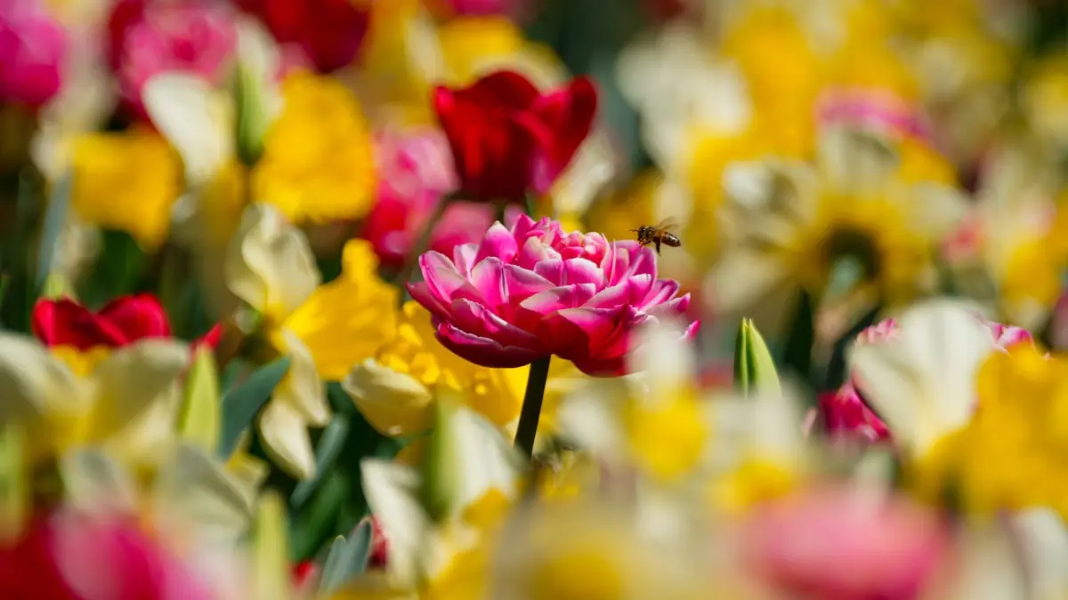 Frühling in Potsdam: 29.04.2026, Brandenburg, Potsdam: Eine auch Pfingstrosentulpe genannte gefüllte Tulpe wächst bei strahlendem Sonnenschein im Potsdamer Lustgarten auf einem Frühlingsbeet und wird von einem Insekt angeflogen. Foto: Soeren Stache/dpa/ZB - Honorarfrei nur für Bezieher des Dienstes ZB-Funkregio Ost +++ ZB-FUNKREGIO OST +++