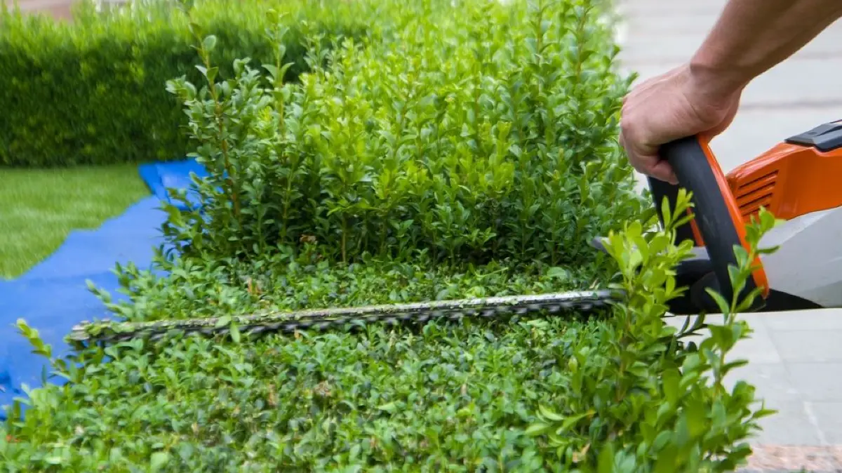 Man trimming bushes with hedge trimmer. Gardening concept. Selective focus.
