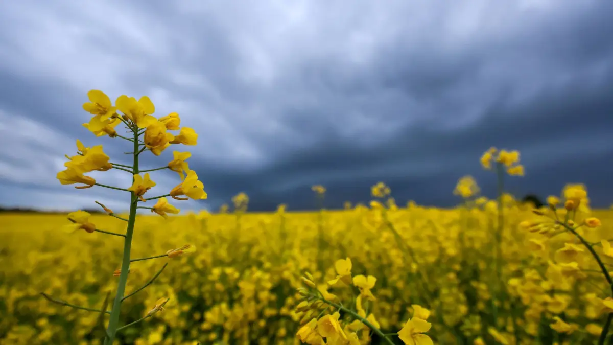 Wetter: ARCHIV - 04.05.2025, Baden-Württemberg, Obermarchtal: Hinter einem Rapsfeld ziehen Regenwolken auf. (zu dpa: «Schauer-Wochenende: Böen, Gewitterrisiko, Bergflocken») Foto: Thomas Warnack/dpa +++ dpa-Bildfunk +++