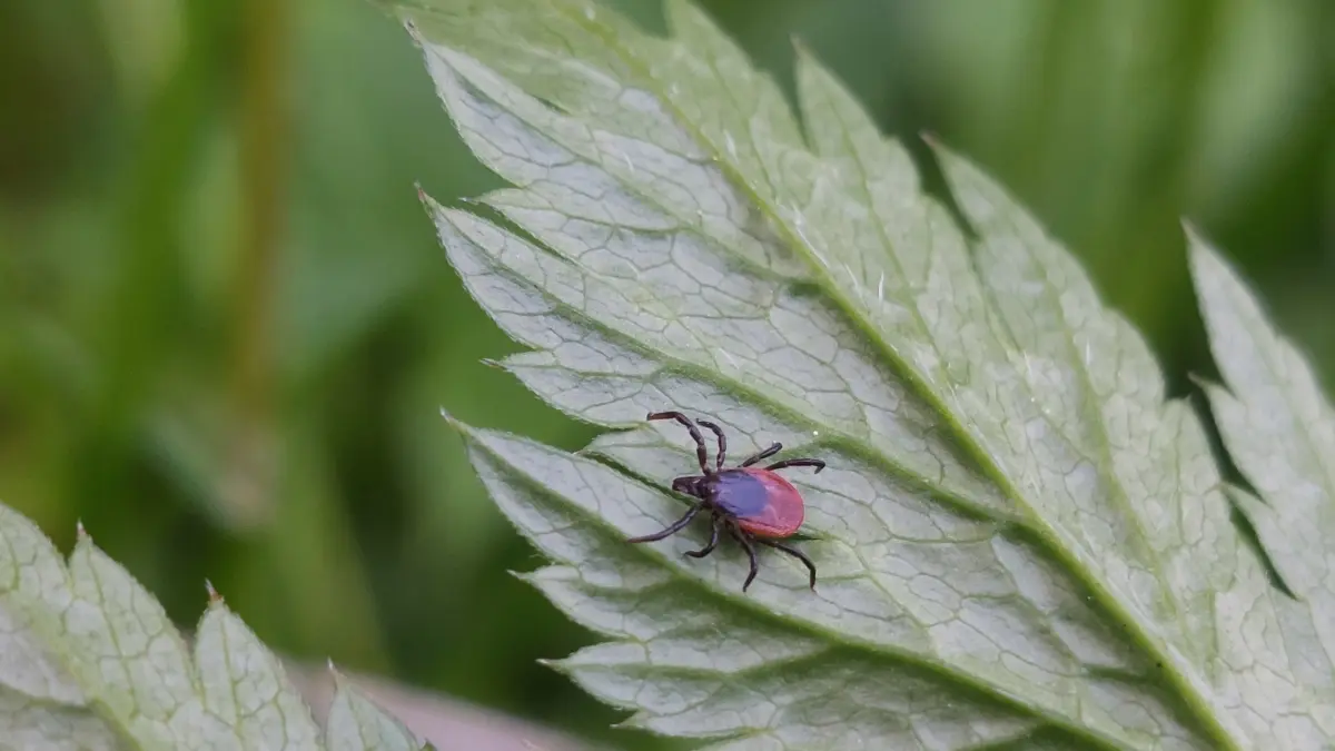Gemeiner Holzbock, Weibchen, Ixodes ricinus