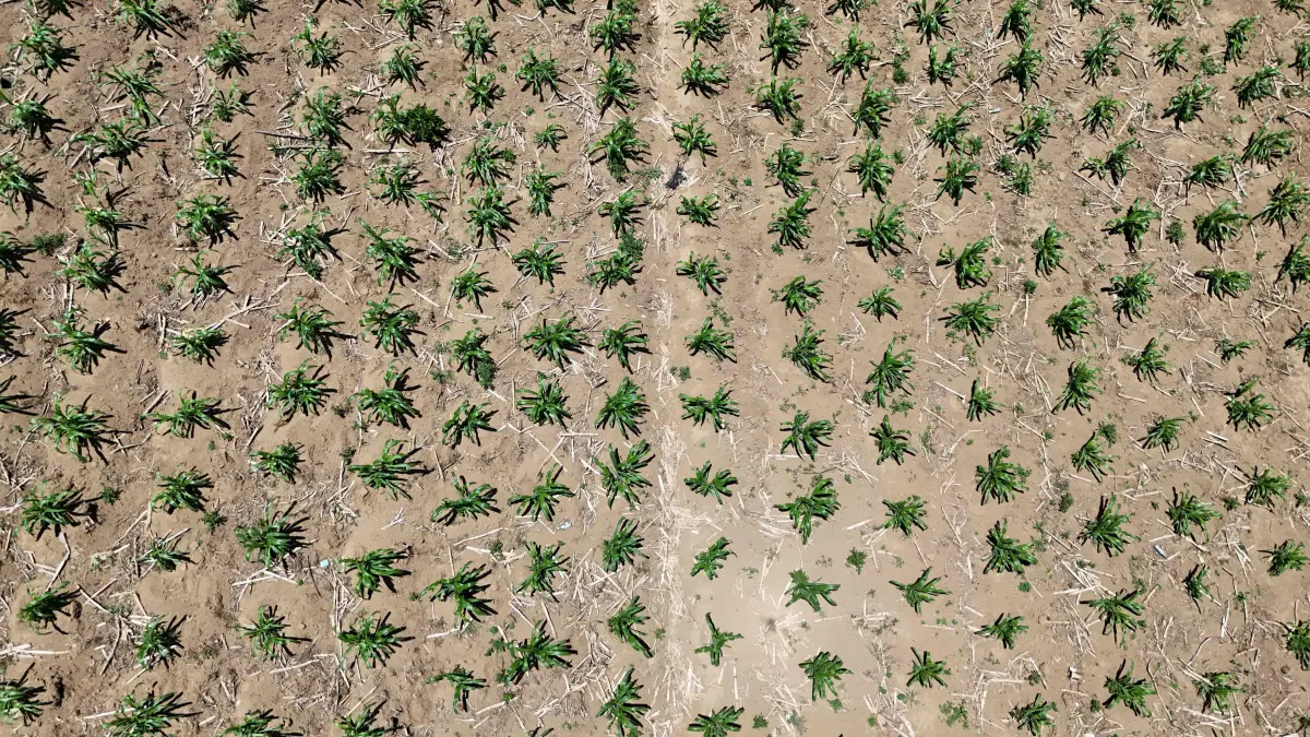 Aerial view of a corn plantation in the Xetzac community of Cunen, Quiche department, Guatemala, on May 27, 2026. As the drought spreads in Cunen and forecasts for the El Nino phenomenon grow increasingly bleak, a fear grips the residents of this Indigenous village in northern Guatemala: "dying of hunger." (Photo by Johan ORDÓÑEZ / AFP)