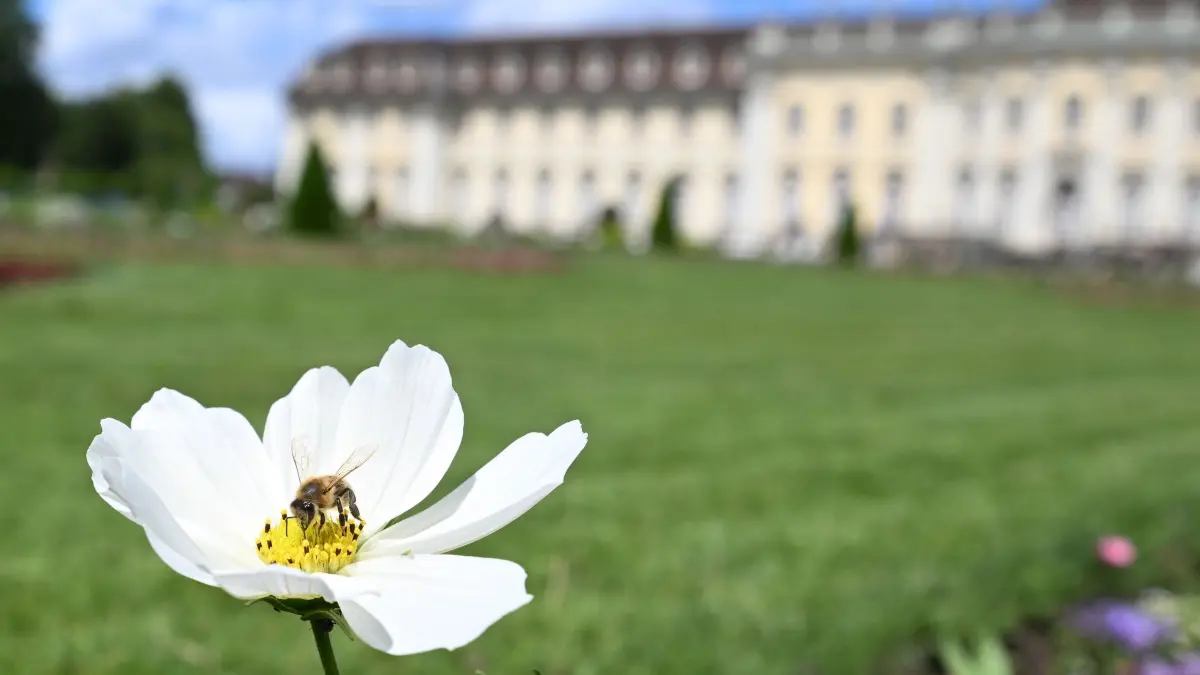 Wetter in Baden-Württemberg Blühendes Barock: 05.06.2026, Baden-Württemberg, Ludwigsburg: Eine Biene sammelt bei strahlendem Sonnenschein Pollen auf einer Blüte vor dem Residenzschloss mit dem Park Blühendes Barock. Foto: Bernd Weißbrod/dpa +++ dpa-Bildfunk +++