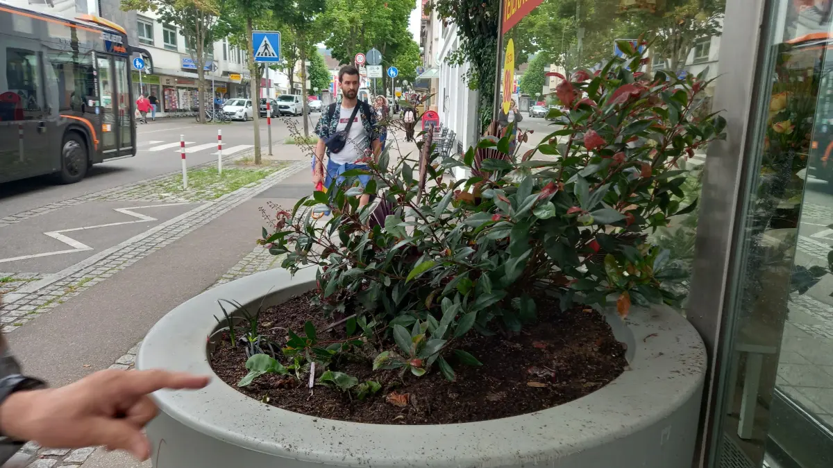Blumenkübel in Bahnhofstrasse Fellbach Kritik an mangelnder Pflege