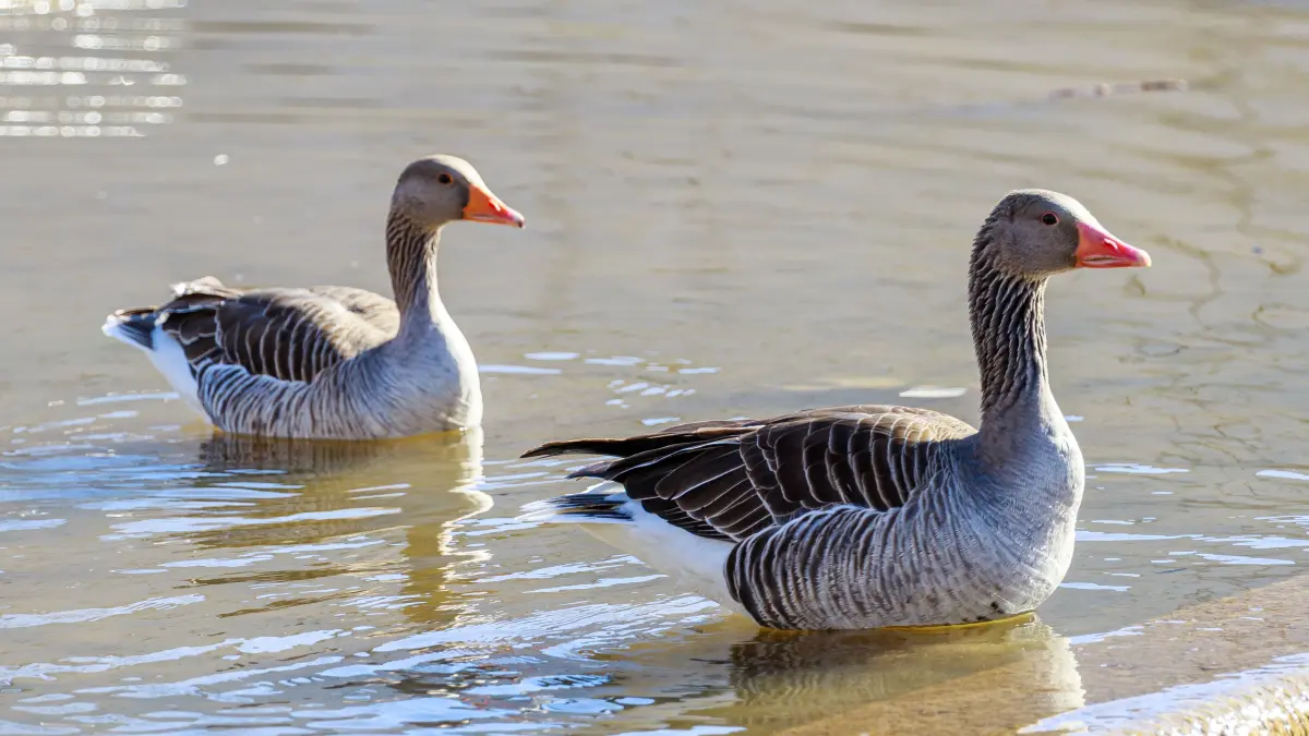 Böblingen, Oberer See, Unterer See, Vögel die dort Leben. Graugans