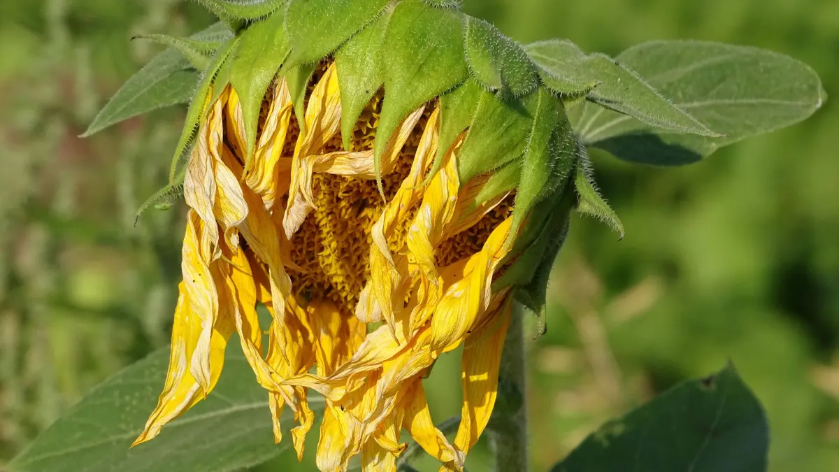 Diese Sonnenblume geht ihrem Dürretod entgegen: Damit es Ihnen an heißen Tagen nicht wie diesem Gewächs geht, sollten Sie einige Verhaltenstipps befolgen.