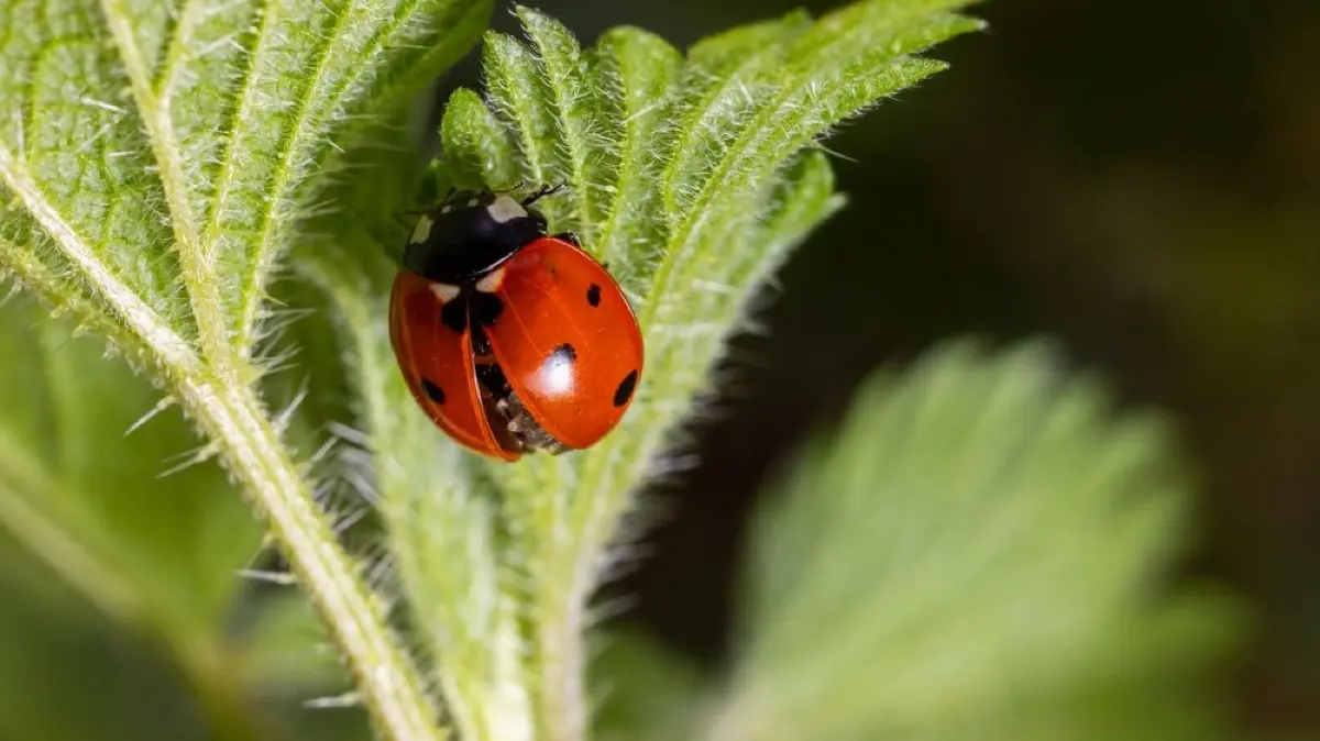 Marienkäfer sind nützliche Helfer im Garten.