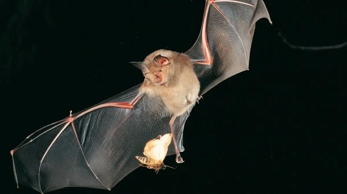 Eine Fledermaus der Art "Große Hufeisennase" (Rhinolophus ferrumequinum) beim Fangen eines Falters.