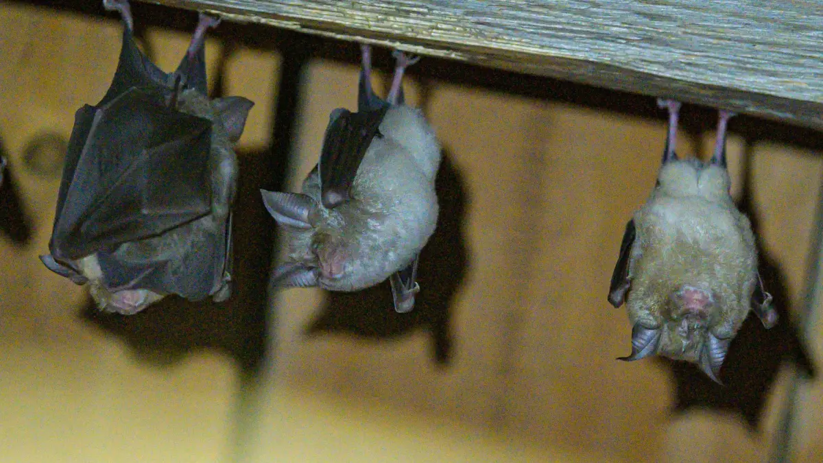 Hufeisennasen-Fledermäuse: ARCHIV - 30.07.2019, Bayern, Hohenburg: Hufeisennasen-Fledermäuse hängen an der Decke in einem Stadel am Fledermaushaus.
(zu dpa: «Wildtiere im Hitzestress - wie kann man ihnen helfen?») Foto: Armin Weigel/dpa +++ dpa-Bildfunk +++