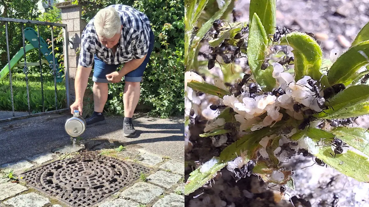 Die Sirnauer versuchen mit kochendem Wasser, die Ameisenplage einzudämmen.