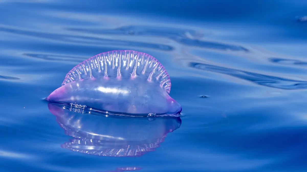 Eine Portugiesische Galeere schwimmt auf dem Atlantik bei der Insel Madeira.