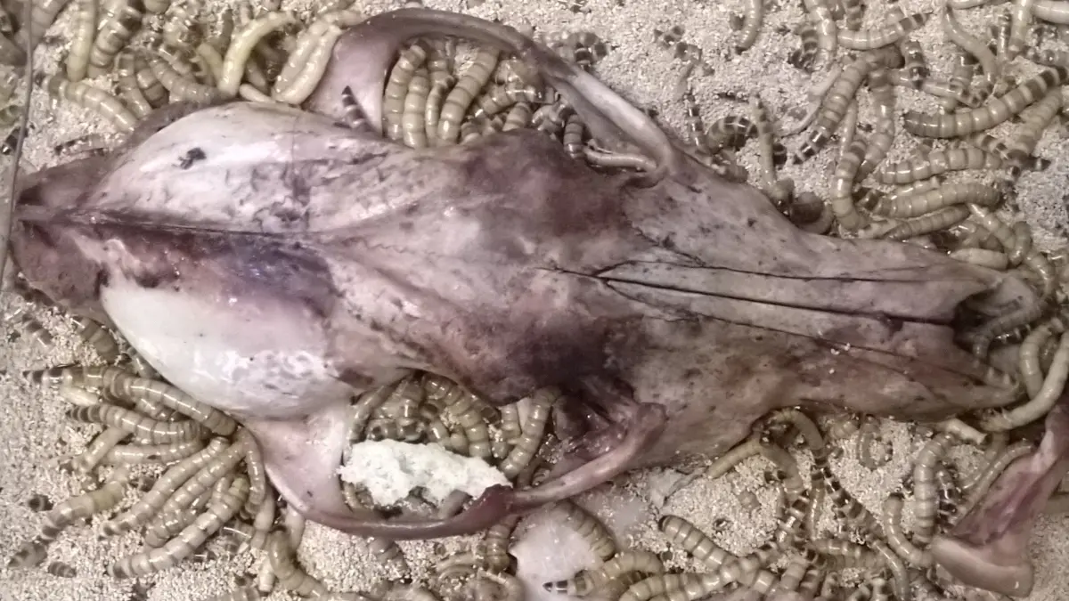 Schwarzkäfer-Larven bei der Skelettierung eines Wolfsschädels (undatierte Aufnahme). Die Tiere helfen Präparatoren, Knochen von organischem Material zu befreien. Ein Team der Universität im iranischen Mesched und des Naturkundemuseums Stuttgart hat nun die "Superwürmer" als schnellere, umweltfreundlichere, risikoärmere und günstige Alternative erprobt.