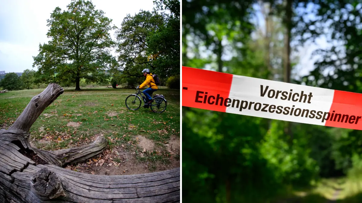 Auch im Stuttgarter Eichenhain gibt es Probleme mit Eichenprozessionsspinnern.