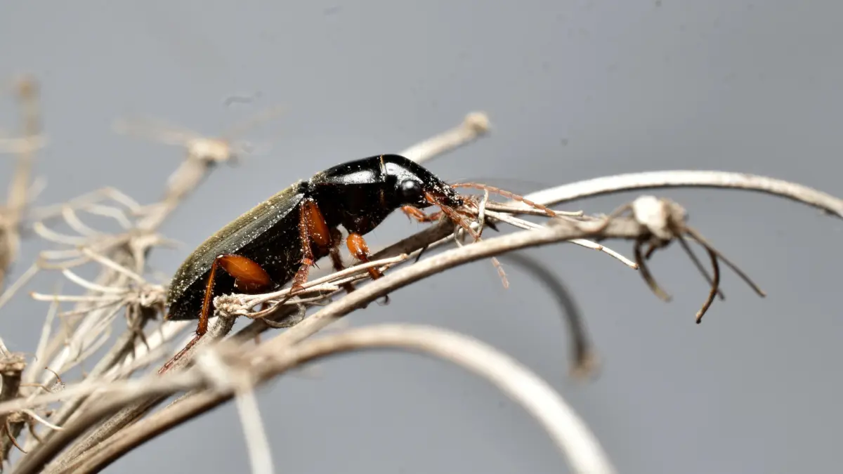 Großer Schwarzkäfer (Zophobas morio)