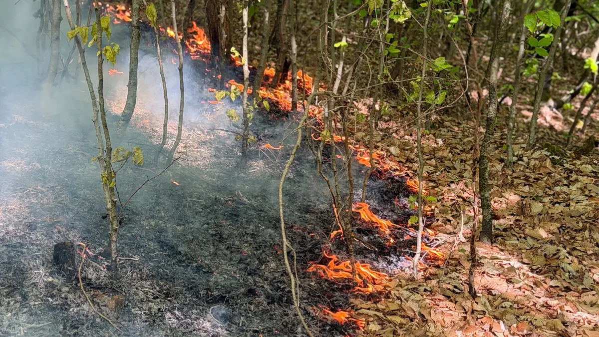 2026-04-25_Flammen_im_Wald_Feuerwehr_Stuttgart