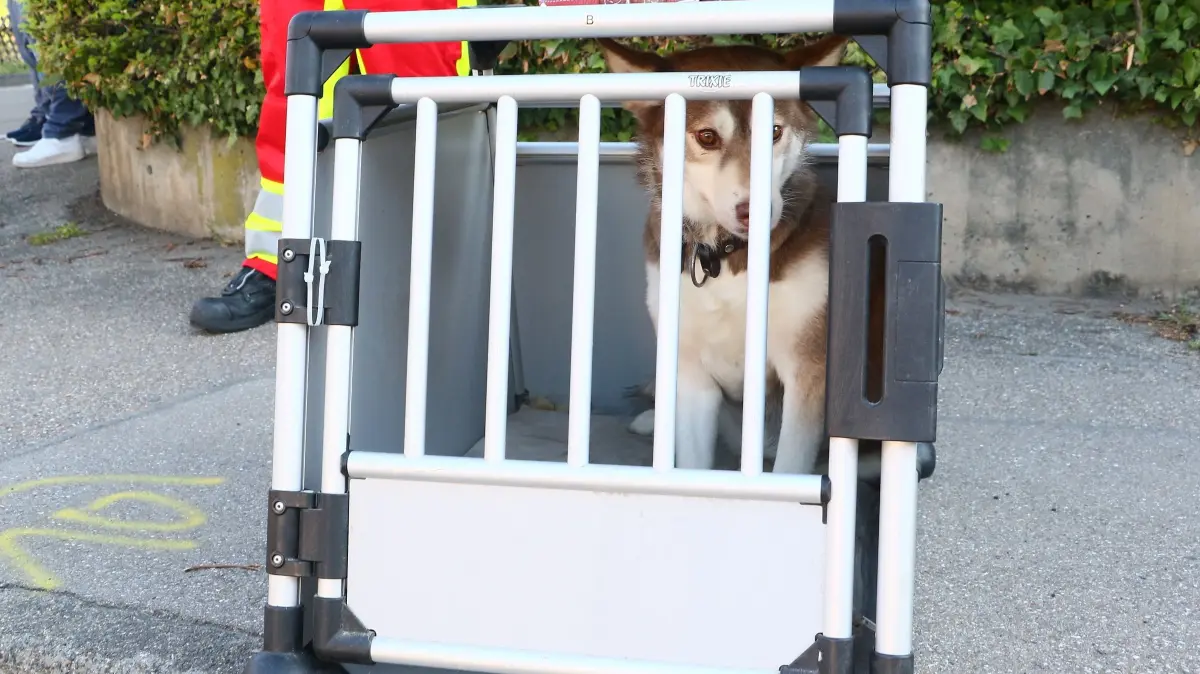 Der Hund wurde nach der Unfallaufnahme vom Tierschutz betreut.