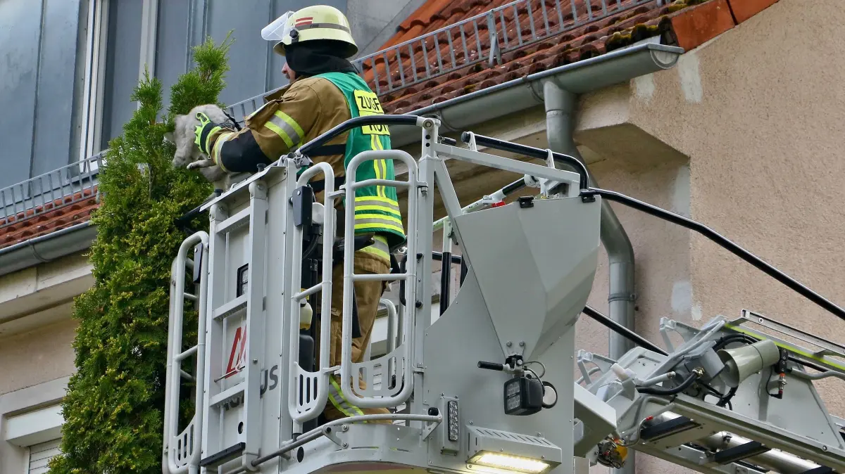 Mit geübtem Griff holt ein Feuerwehrmann die Katze aus der Baumkrone, in der sie sich verhakt hatte.