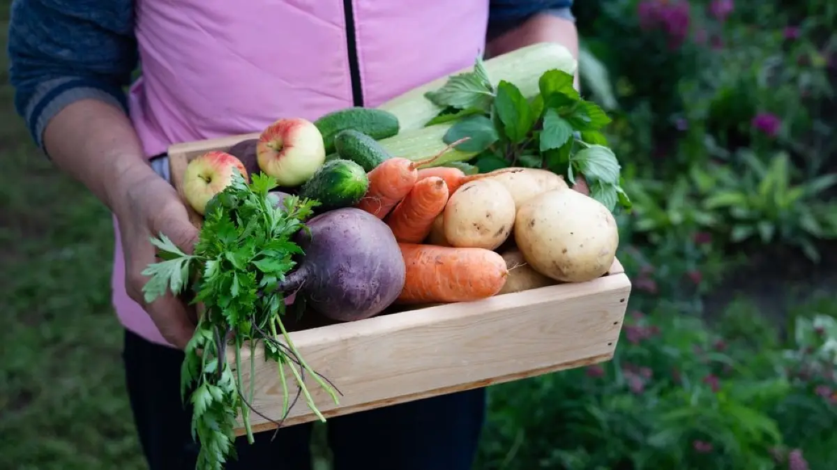 Wer sich beim Anlegen des Gemüsebeets Mühe gibt, wird mit reicher Ernte belohnt.