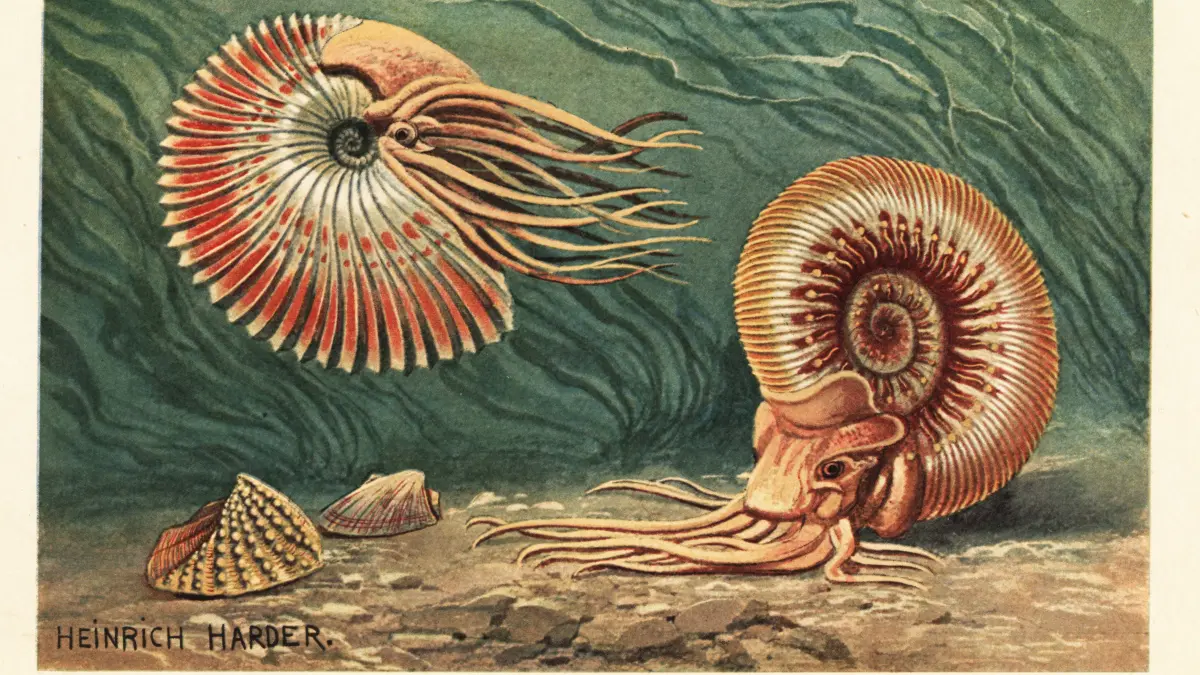 Ammoniten lebten vom Emsium (Unterdevon) bis Maastrichtium (Oberkreide) - 407,6 bis 66 Millionen Jahren. Auch sie wurden die Massensterben ausgerottet (Illustration von Heinrich Harder, aus: Wilhelm Bolsche, Tiere der Urwelt, 1908).