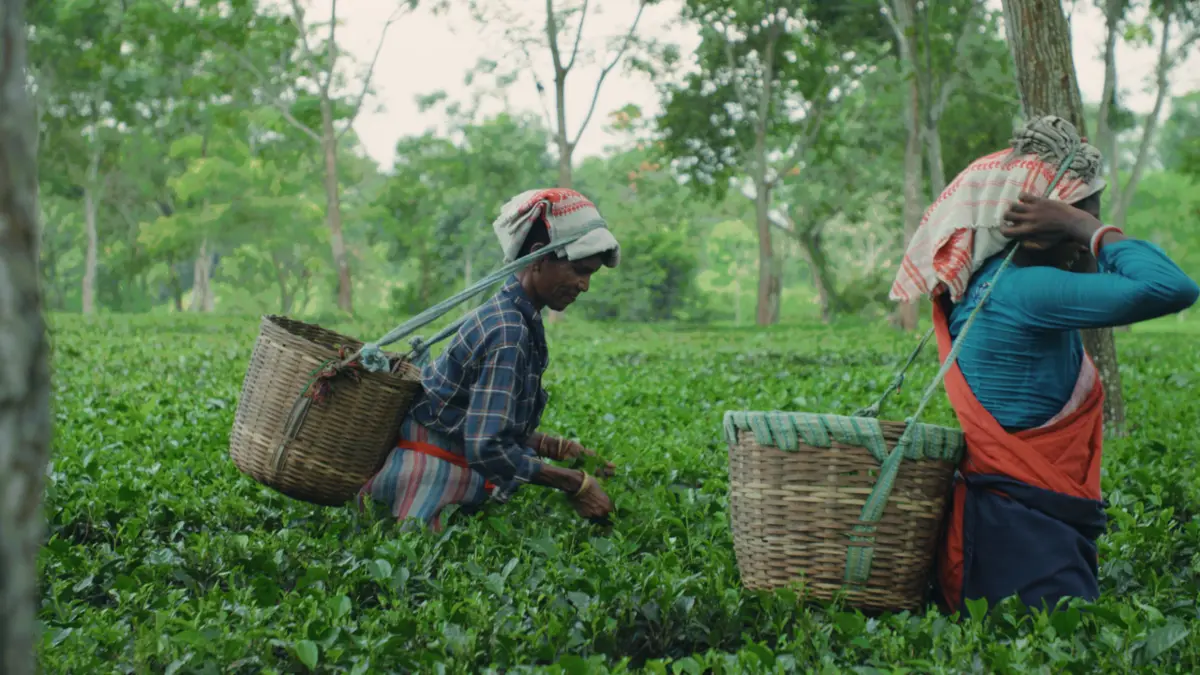 Teeplantage