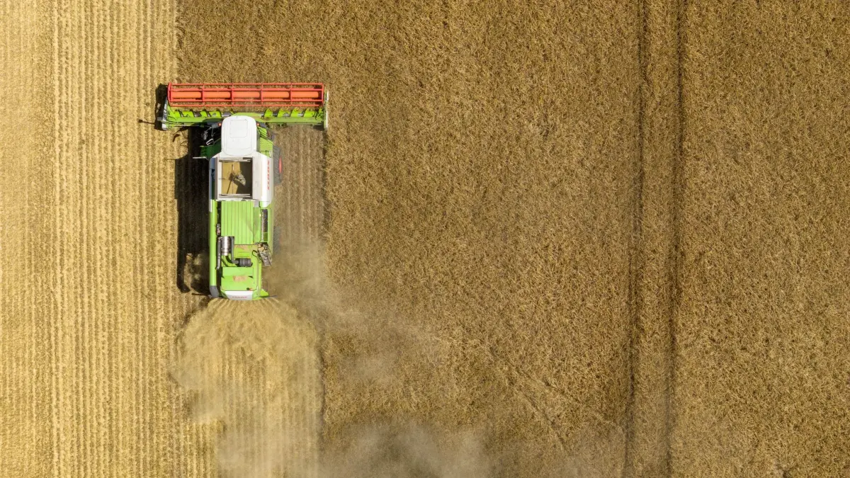 Roggenernte in Sachsen: 10.07.2026, Sachsen, Bischofswerda: Ein Mähdrescher fährt über ein Feld mit Roggen (Aufnahme mit einer Drohne). Foto: Sebastian Kahnert/dpa +++ dpa-Bildfunk +++