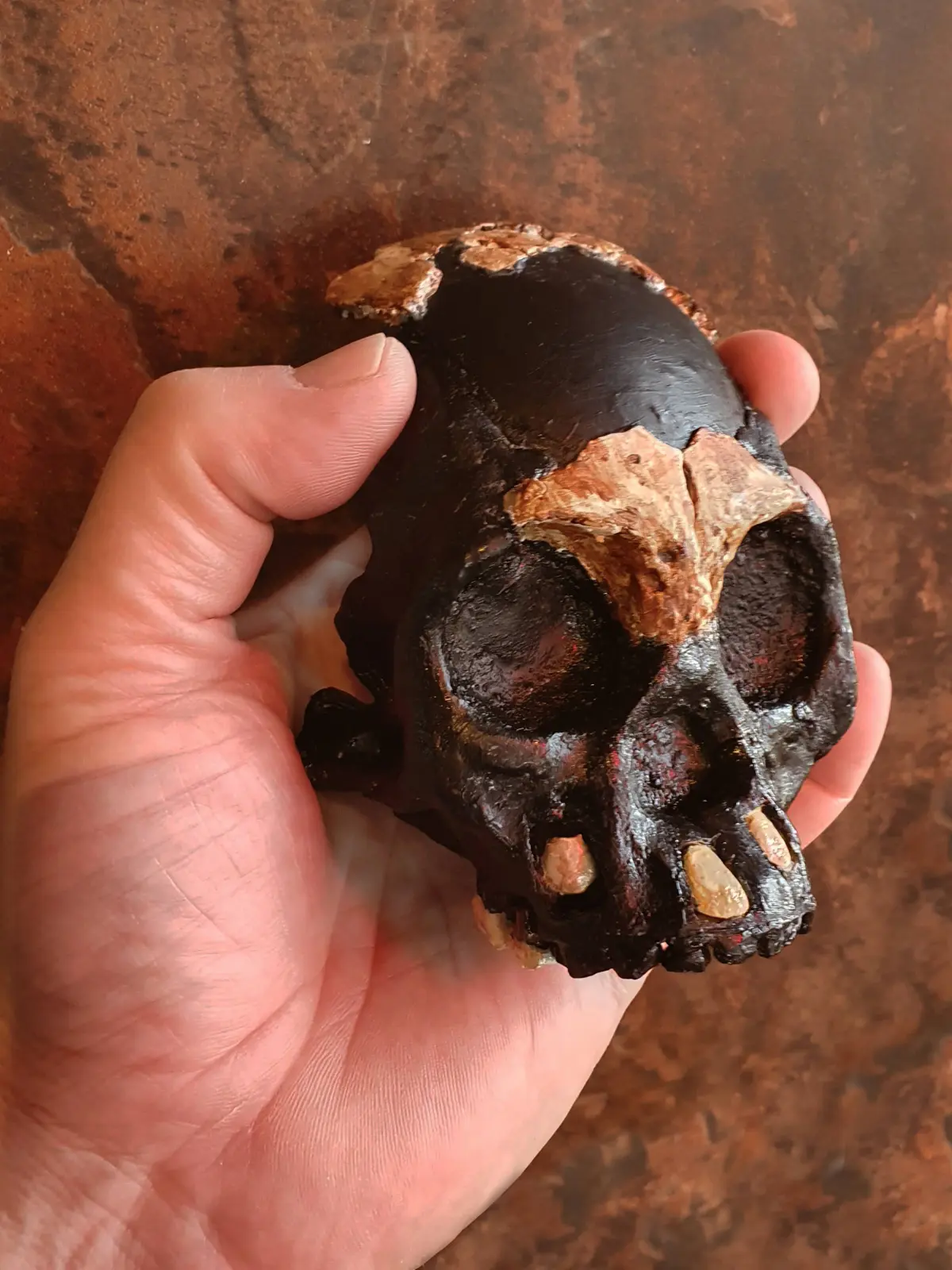 Nachbildung des Schädels eines Homo naledi.