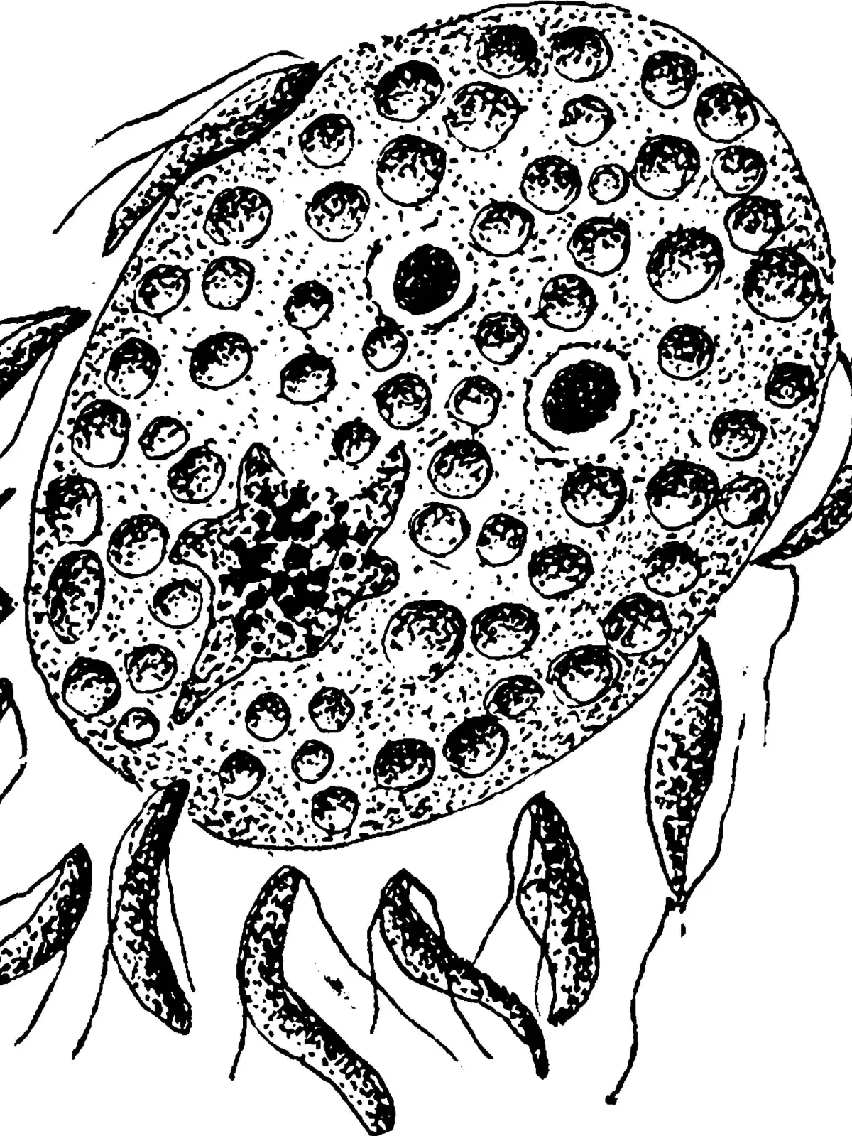 Beim Menschen kommen Cyclospora-cayetanensis-Infektionen (Cyclosporiasis) vor allem in den Tropen und Subtropen vor und zeigen sich in Durchfall.Diese werden vor allem über verunreinigtes Trinkwasser oder damit gewaschenes Obst und Gemüse übertragen.