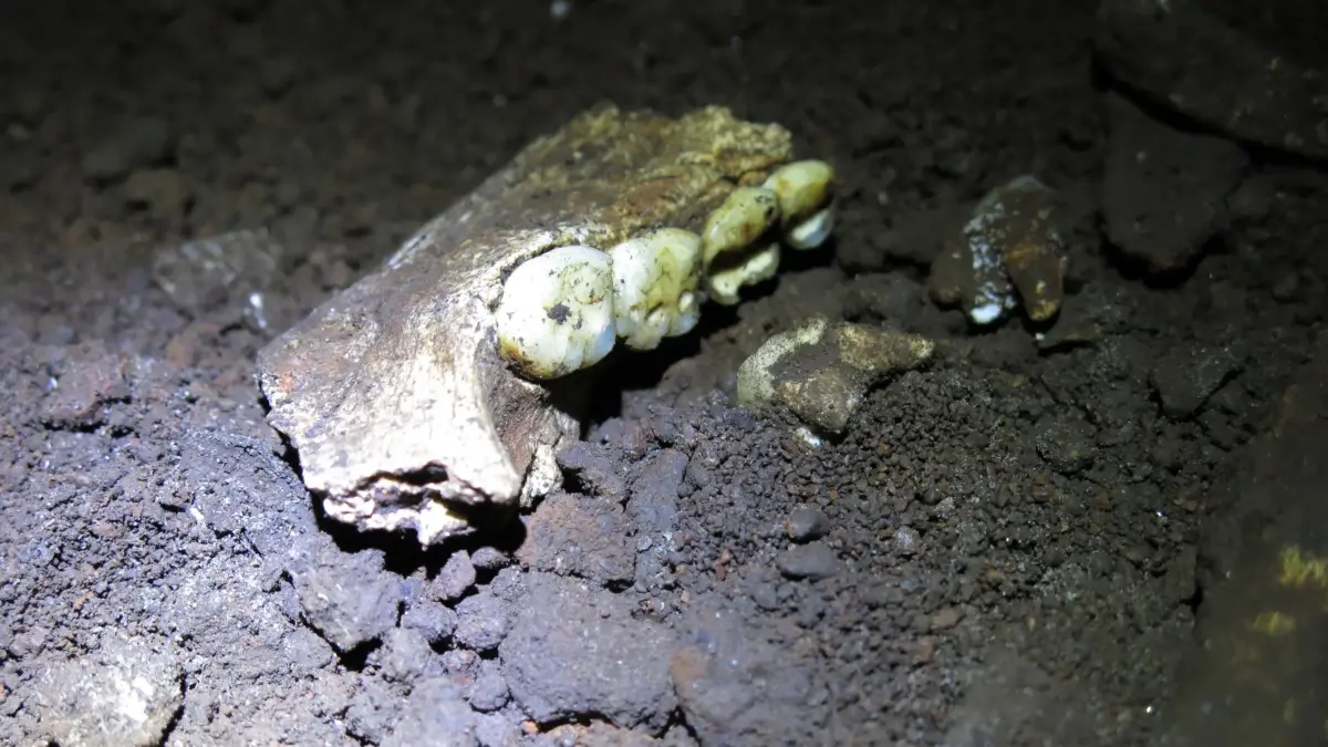 Fossiler Unterkiefer von Homo naledi, aufgenommen während paläoanthropologischer Forschungsarbeiten in der „Cradle of Humankind“ (Wiege der Menschheit). Er ist Teil laufender Untersuchungen zur Anatomie und Evolution dieser ausgestorbenen Homininenart.