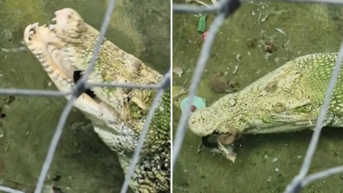 Das Leistenkrokodil würgte Plastikmüll heraus, der von Besuchern ins Gehege gelangt war.