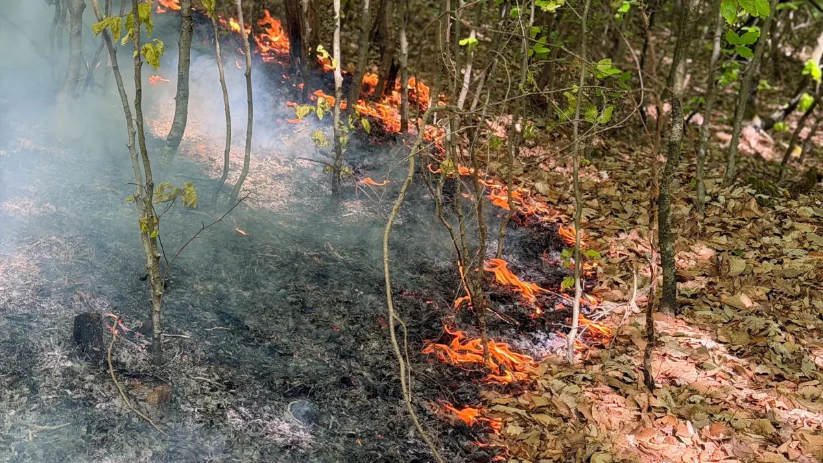 2026-04-25_Flammen_im_Wald_Feuerwehr_Stuttgart