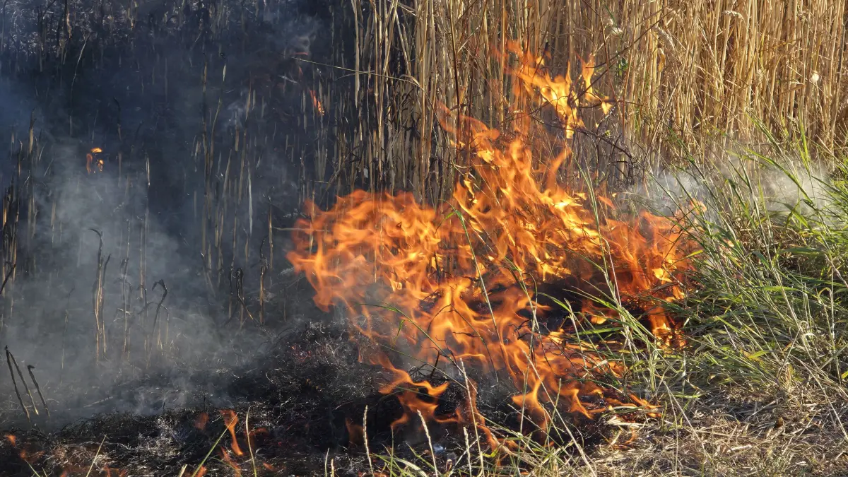 FW Boeblingen: Grosser Flaechenbrand auf Getreidefeldern<br />
Boeblingen (ots)<br />
<br />
Die Feuerwehr Boeblingen wurde am Sonntagabend gegen 19.20 Uhr zu einem Flaechenbrand an der B464 zwischen Boeblingen und Dagersheim alarmiert. Bereits auf der Anfahrt bestaetigte sich das Lagebild aufgrund einer massiven Rauchentwicklung, sodass das Alarmstichwort erhoeht wurde. Es brannten mehrere noch nicht abgeerntete Getreidefelder auf einer Flaeche von rund vier Hektar. Neben der Feuerwehr Boeblingen, die mit zahlreichen Kraeften und wasserfuehrenden Fahrzeugen im Einsatz war, unterstuetzten auch die Feuerwehr Sindelfingen sowie die Fuehrungsgruppe des Landkreises die Einsatzmassnahmen. Auch Kreisbrandmeister Martin Amler war vor Ort.<br />
<br />
Die Einsatzkraefte leiteten mit mehreren Strahlrohren umgehend einen umfassenden Loeschangriff ein, der von verschiedenen Seiten vorgetragen wurde. Oertliche Landwirte unterstuetzten die Massnahmen, indem sie eine Schneise zwischen dem Brandbereich und den noch nicht betroffenen Feldern zogen. Durch die Drohnengruppe der Feuerwehr Boeblingen konnte schnell ein Lagebild aus der Luft erstellt werden, das die Einsatzleitung bei der Erkundung und Festlegung der Massnahmen unterstuetzte. In einem eigenen Einsatzabschnitt wurden Messfahrten in der naeheren Umgebung durchgefuehrt, die keine Auffaelligkeiten ergaben.<br />
<br />
Im Einsatz war auch der gelaendegaengige Zug der Feuerwehr Boeblingen, der speziell fuer Einsaetze auf unbefestigtem Gelaende konzipiert ist. Dazu zaehlt unter anderem ein Utility Task Vehicle mit Aufbau Kleinloeschfahrzeug sowie ein Geraetewagen Transport mit Loeschmodul auf Unimog-Basis. Dadurch konnten Loeschmassnahmen direkt auf den betroffenen Flaechen effektiv durchgefuehrt werden.<br />
<br />
Nach rund einer Stunde konnte "Feuer aus" gemeldet werden. Umfangreiche Nachloescharbeiten schlossen sich an. Die abgebrannte Flaeche wurde anschliessend durch oertliche Landwirte umgepfluegt. Verletzt wurde niemand. Im Einsatz befanden sich rund 80 Feuerwehrangehoerige mit etwa 20 Fahrzeugen, der DRK-Ortsverein Boeblingen zur Absicherung der Einsatzkraefte sowie die Polizei mit mehreren Streifenwagenbesatzungen.h Nachloescharbeiten durch, um verbliebene Glutnester abzuloeschen.