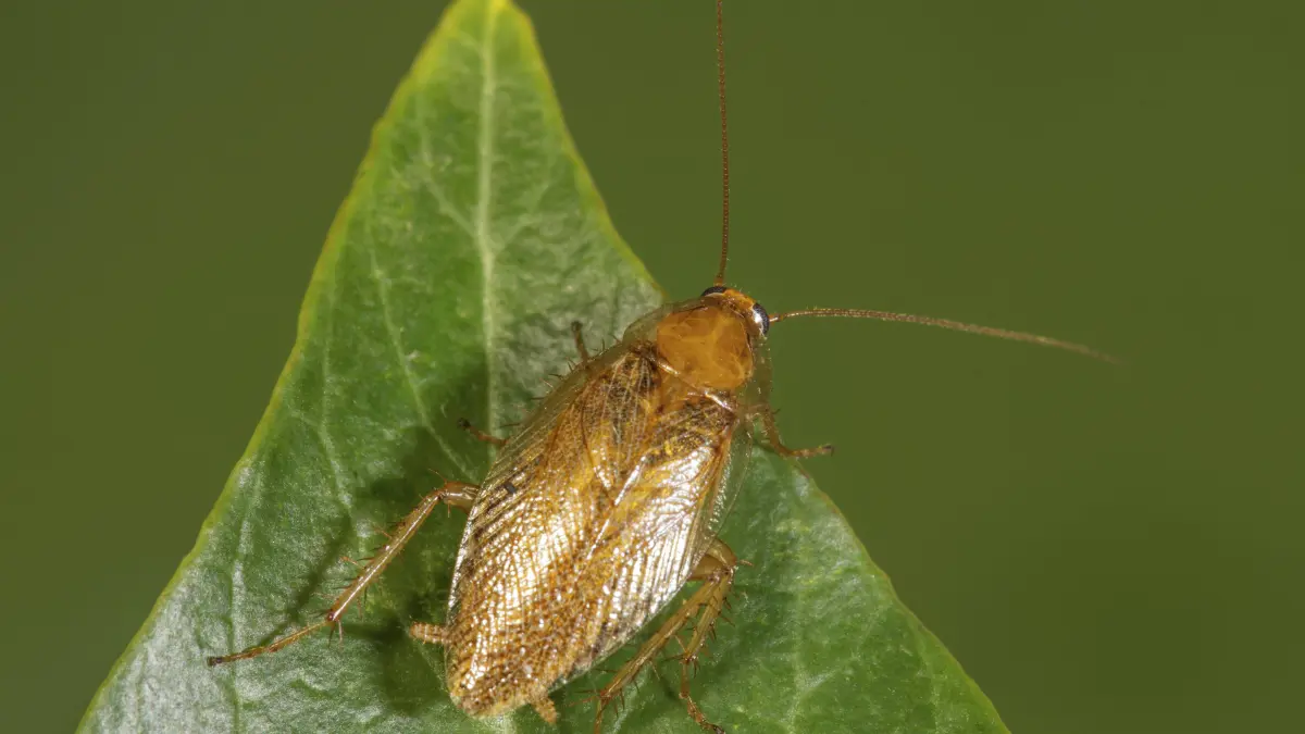 Bechstein-Waldschabe Ectobius vittiventris sitzt auf einem grünen Blatt in natürlicher Umgebung, Baden-Württemberg, Deutschland Bechstein s forest cockroach Ectobius vittiventris sitting on a green leaf in a natural environment, Baden-Württemberg, Germany Copyright: imageBROKER/HansxLang ibxhlu16597212.jpg Bitte beachten Sie die gesetzlichen Bestimmungen des deutschen Urheberrechtes hinsichtlich der Namensnennung des Fotografen im direkten Umfeld der Veröffentlichung