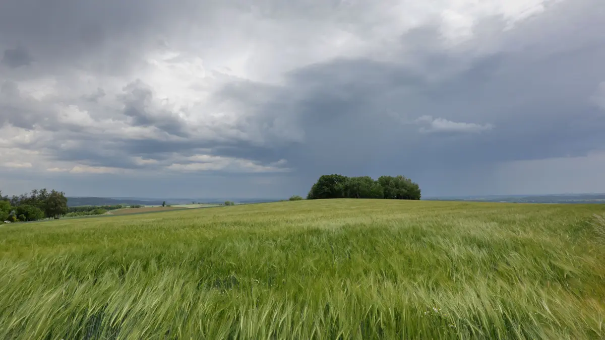 Gewitter- und Regenwolken bilden sich hinter einem Getreidefeld bei Uttenweiler in baden-Württemberg.