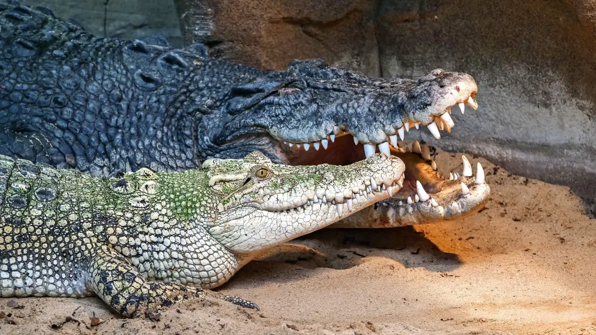 Die Krokodile sind 2021 in Deutschland als "Zootier des Jahres" gewählt worden. In der Wilhelma bilden die beiden Leistenkrokodile ein besonderes Paar: Tong, das weiße Weibchen (li.) frisst gerne mal Plastikteile. Neben ihr Frederick. Er ist mit 4,31 Meter Länge und 520 Kilo Gewicht das größte Krokodil in Deutschland.