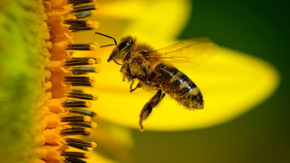 Sonnenblumen blühen: 15.07.2026, Brandenburg, Sieversdorf: Eine Biene ist im Anflug auf eine Sonnenblume auf einem Feld im östlichen Brandenburg. Nach Angaben des Amtes für Statistik Berlin-Brandenburg liegt das Bundesland seit 15 Jahren bundesweit an der Spitze bei der Anbaufläche. Im Jahr 2025 wuchs hier gut ein Drittel aller in Deutschland kultivierten Sonnenblumen. Die Pflanzen werden hierzulande vor allem zur Gewinnung von hochwertigem Speiseöl für Haushalte und die Lebensmittelindustrie angebaut. Zudem dienen sie als eiweißreiches Futter für Nutztiere. Als vielseitige Kulturpflanze bereichern Sonnenblumen die Fruchtfolge und fördern gezielt die Biodiversität auf den landwirtschaftlichen Flächen. Foto: Patrick Pleul/dpa - Honorarfrei nur für Bezieher des Dienstes ZB-Funkregio Ost +++ ZB-FUNKREGIO OST +++