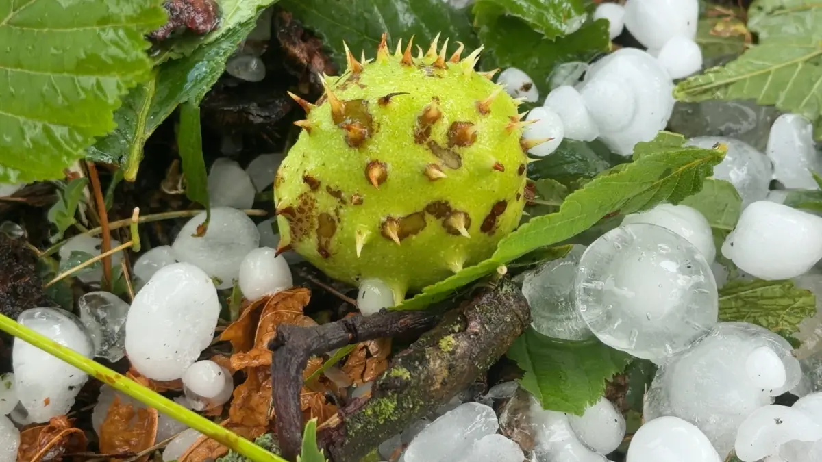 Schwere Unwetter sind erneut über Baden-Württemberg hinweg gezogen. Betroffen war die Gegend um Metzingen. In Riedrich z: Schwere Unwetter sind erneut über Baden-Württemberg hinweg gezogen. Betroffen war die Gegend um Metzingen. In Riedrich zog eine Superzelle über die Ortschaft. Bis zu 5 cm großer Hagel ist gefallen. Autofahrer suchten mitten im Hagelsturm on tape Schutz unter einer Tankstelle oder deckten ihre Autos mit Decken ab. Erneut gibt es für viele Autofahrer Hageldellen. Sturmschäden gab es ebenfalls. Die Feuerwehr Bempflingen ist im Einsatz und muss einige Sturmschäden beseitigen. Betroffen ist auch die B 312. Hier stürzten ebenfalls Bäume auf die Bundesstraße. Die Feuerwehr ist mit Kettensägen im Dauereinsatz. In Grabstetten wurden Heckscheiben vom Hagel durchschlagen und Campingfahrzeuge zerstört Bempflingen Baden-Württemberg Deutschland ***