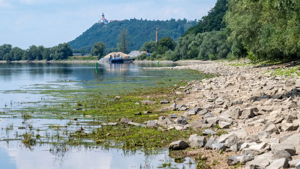Niedrigwasser Donau: 15.07.2026, Bayern, Pfelling: Der niedrige Wasserstand der Donau legt Sandbänke frei. (zu dpa: «Flüsse zu warm und zu niedrig - Fischer fordern mehr Schutz») Foto: Armin Weigel/dpa +++ dpa-Bildfunk +++