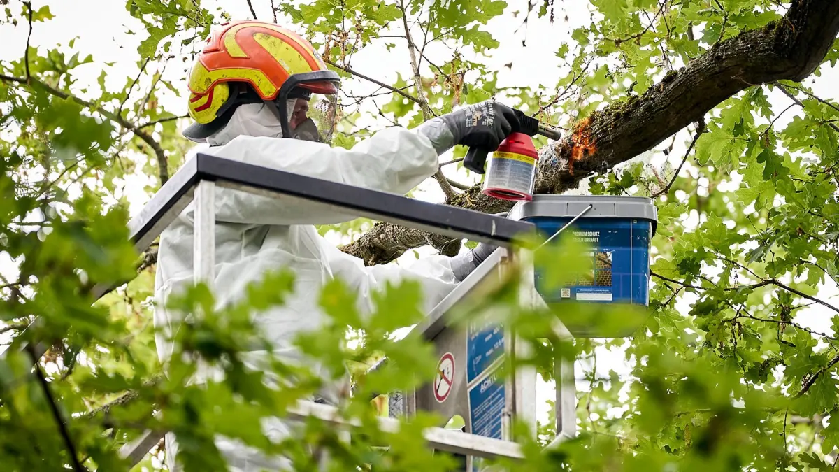 Massiver Ausbruch des Eichenprozessionsspinners in Berlin: ARCHIV - 12.06.2026, Berlin: Mitarbeiter einer Spezialfirma entfernt mit Hilfe eines Bunsenbrenners ein Nest des Eichenprozessionsspinners im Stadtteil Jungfernheide. Angesichts der Plage durch die Raupe des Eichenprozessionsspinners in Berlin will der Senat mit den Bezirken über Schutzmaßnahmen beraten. (zu dpa: «Eichenprozessionsspinner: Mehr Unterstützung für Bezirke») Foto: Michael Ukas/dpa +++ dpa-Bildfunk +++