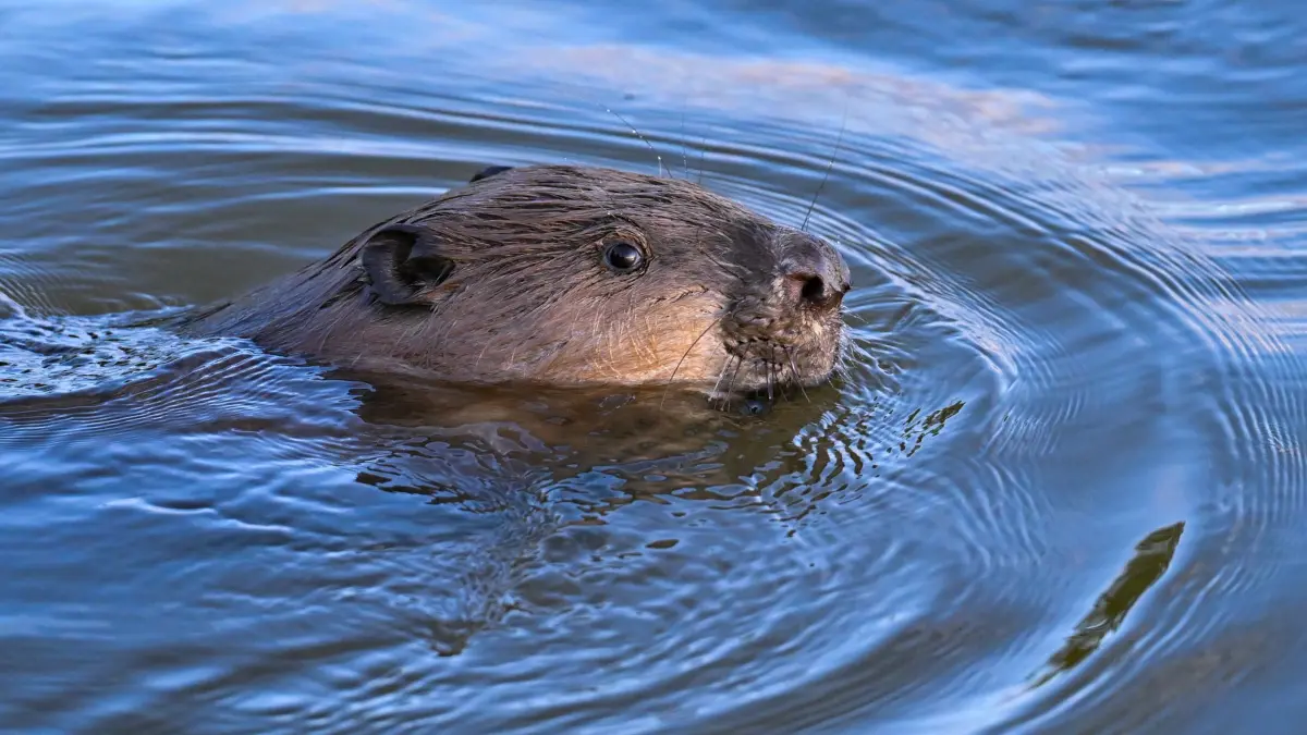 Ein Biber schwimmt im Grenzfluss Oder im Oderbruch: ARCHIV - 28.09.2024, Brandenburg, Groß Neuendorf: Ein Biber schwimmt im Grenzfluss Oder im Oderbruch (zu dpa: «Biber mit großem Kopf sorgt für Rettungseinsatz an See») Foto: Patrick Pleul/dpa/dpa-tmn +++ dpa-Bildfunk +++