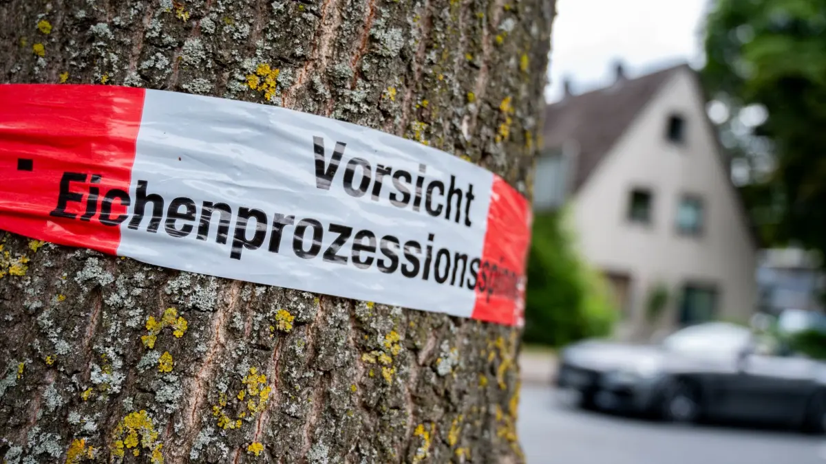 Eichenprozessionsspinner in Niedersachsen: PRODUKTION - 16.07.2026, Niedersachsen, Oldenburg: Ein Warnhinweis mit der Aufschrift „Vorsicht Eichenprozessionsspinner“ hängt an einem Baum im Stadtteil Kreyenbrück. Die winzigen Brennhaare der Raupen können bei Hautkontakt eine allergische Raupendermatitis auslösen. (zu dpa: «Gefährliche Raupe wird zur Plage - Was man beachten sollte») Foto: Hauke-Christian Dittrich/dpa +++ dpa-Bildfunk +++