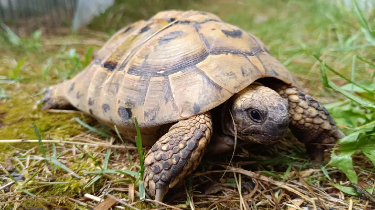 Schildkröte Kreistierheim Böblingen, Perseus